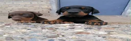 Doberman Pinscher dogs for sale: Doberman Pinscher 1 - Ad 1