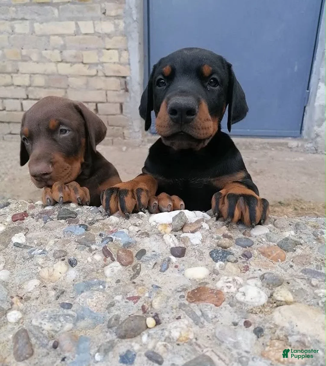 Doberman Pinscher dogs for sale: Doberman Pinscher 1 - Ad 1