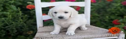Golden Retriever dogs for sale: Bambi - Ad 4