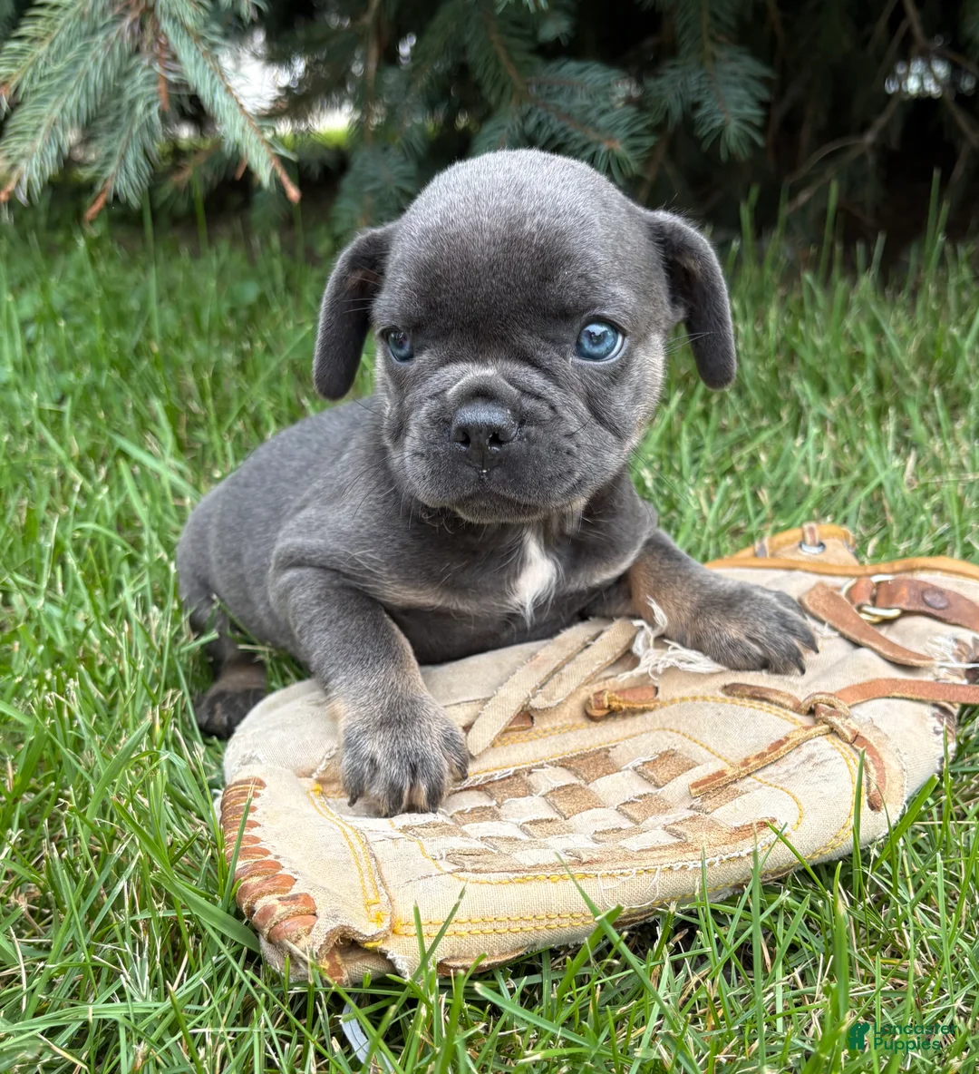 French Bulldog dogs for sale: Diva - Ad 2