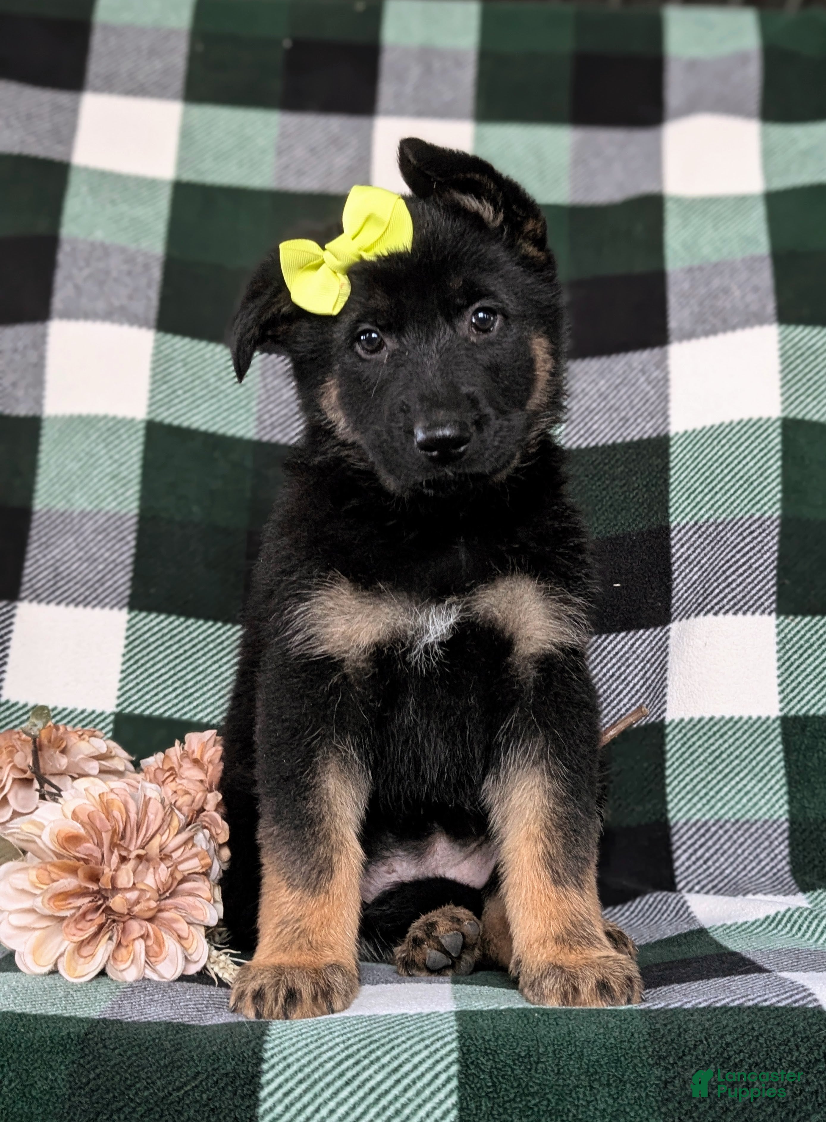 German Shepherd dogs Deidra - Ad 2