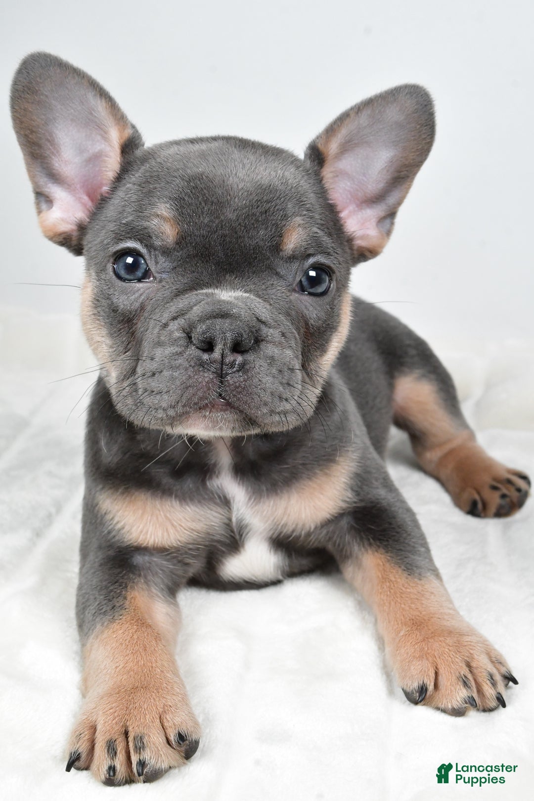 French Bulldog dogs for sale: Flash - Ad 4