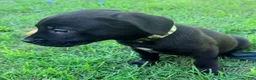 Cane Corso dogs for sale: Dean AKC green collar - Ad 5