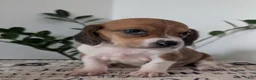 Mixed Breed dogs for sale: Lilly - Ad 4