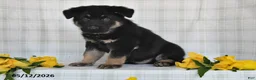 German Shepherd dogs for sale: Nash - Ad 3