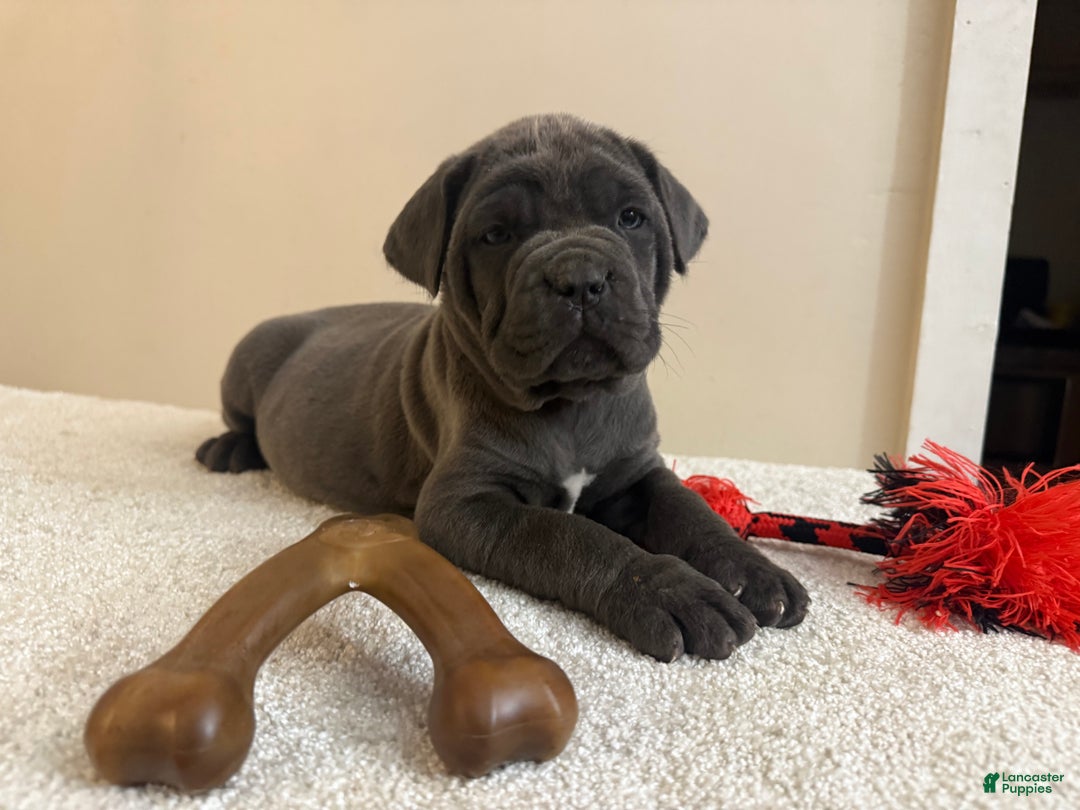 Cane Corso dogs for sale: Diamond - Ad 2