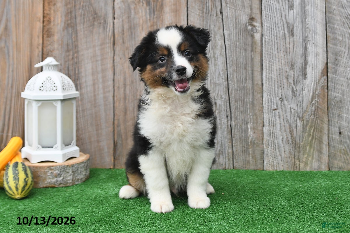 Miniature Australian Shepherd dogs Reece - Ad 1