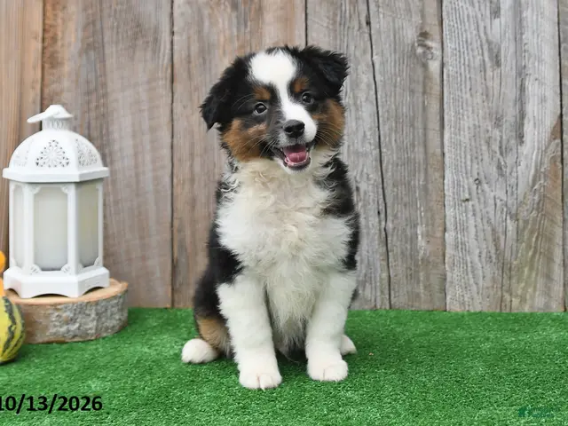 Miniature Australian Shepherd dogs for sale: Reece - Ad 1