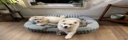 Samoyed dogs for sale: Mickey  - Ad 6