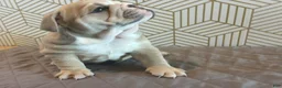 English Bulldog dogs for sale: Lola - Ad 6