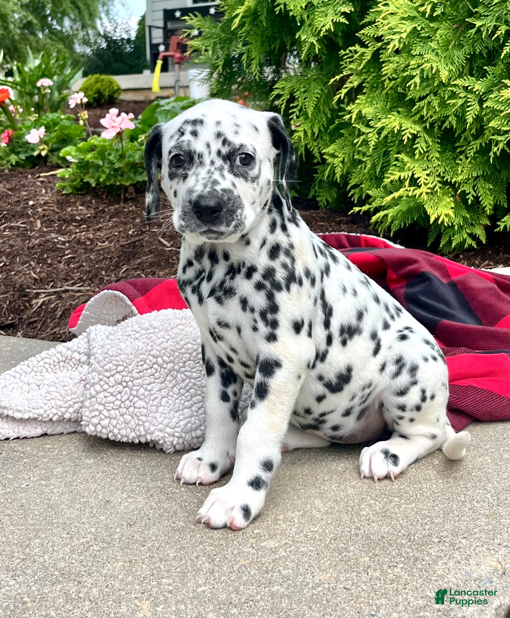 Dalmatian dogs Dixie❤️AKC 🐾Text or Call today - Ad 1