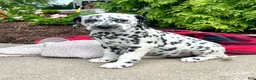 Dalmatian dogs for sale: Dixie❤️AKC 🐾Text or Call today - Ad 1