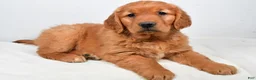 Golden Retriever dogs for sale: Abby - Ad 7