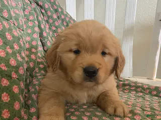 Golden Retriever dogs for sale: Brodie - Ad 2