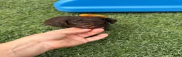 Miniature Poodle dogs for sale: Akc Clear 🧬 tested Chocolate Phantom 🩷 - Ad 3