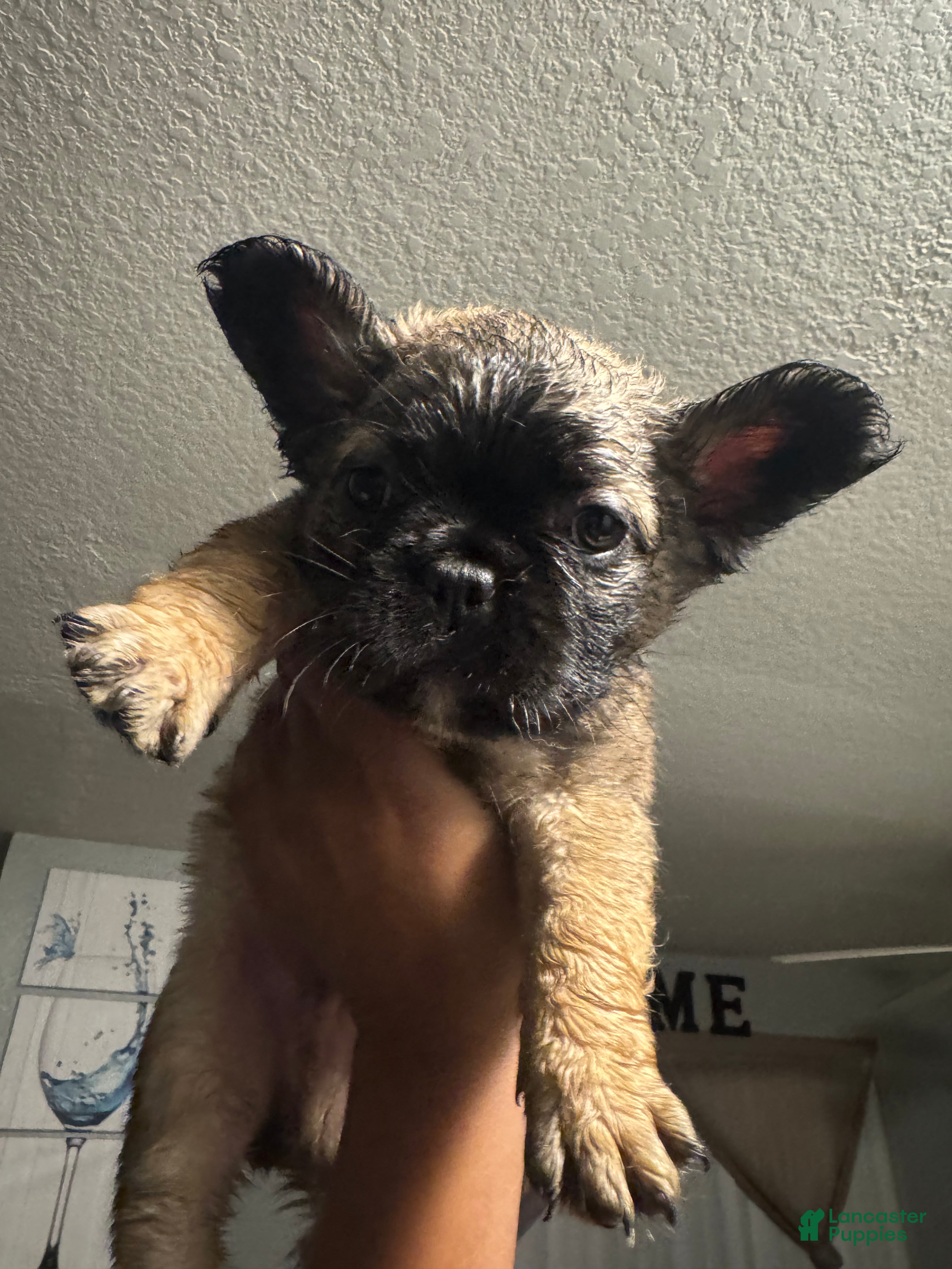 French Bulldog dogs French Bulldog Puppy 1 - Ad 23