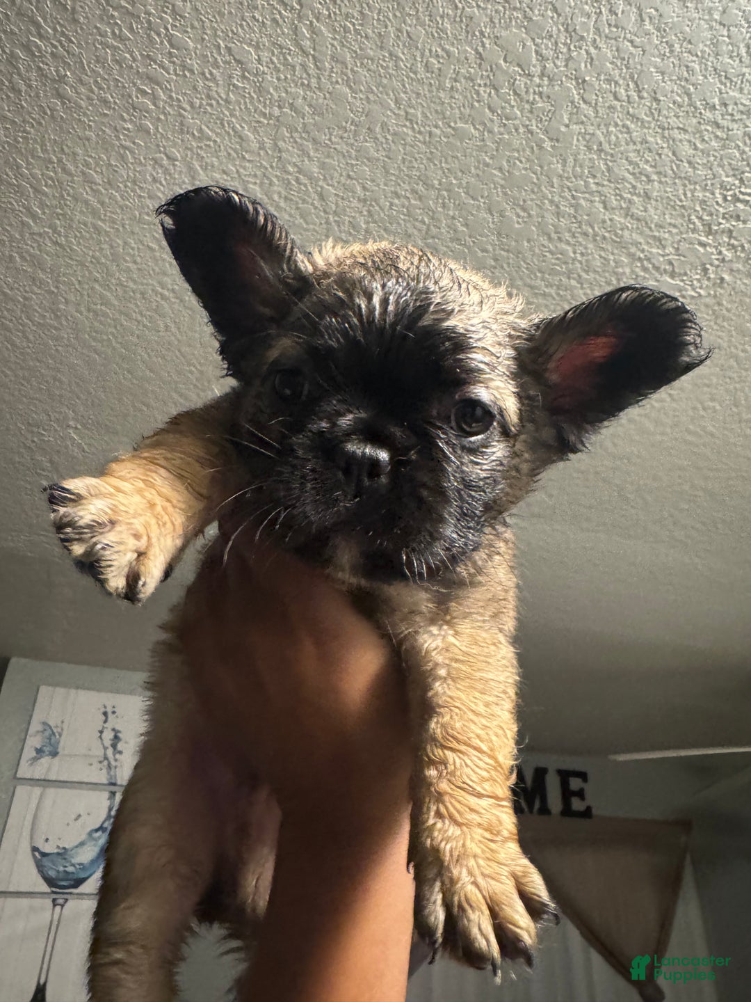 French Bulldog dogs for sale: French Bulldog Puppy 1 - Ad 1
