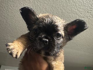 French Bulldog dogs French Bulldog Puppy 1 - Ad 23