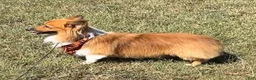 Welsh Corgi Pembroke dogs for sale: Welsh Corgi Pembroke Female 1 - Ad 10