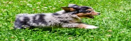 Miniature Australian Shepherd dogs for sale: Felisha - Ad 13