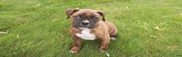Boxer dogs for sale: Tucker - Ad 3