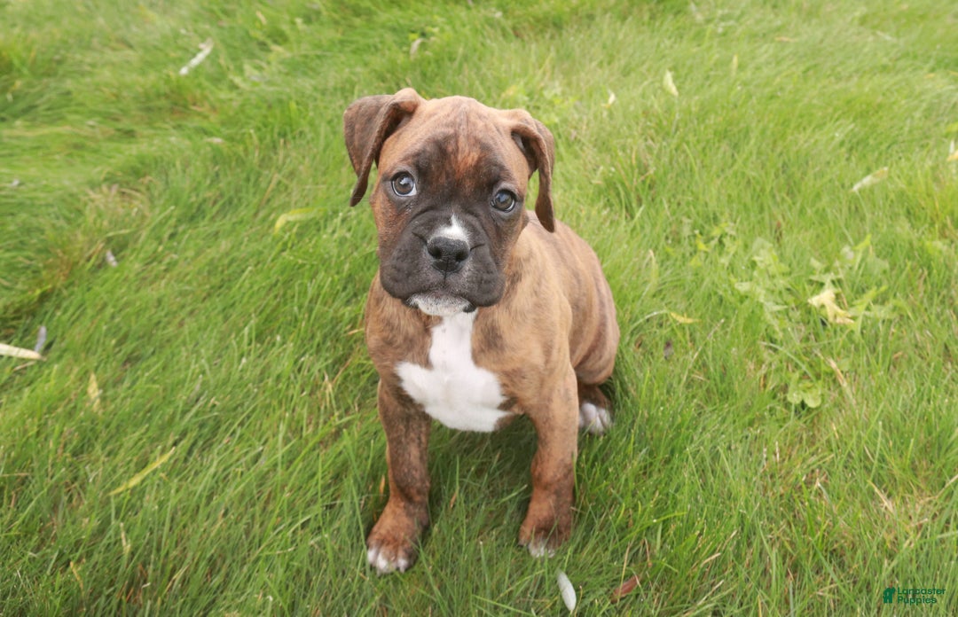 Boxer dogs for sale: Tucker - Ad 3