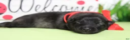 Keeshond dogs for sale: Costello  - Ad 3