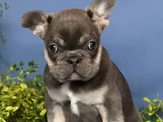 French Bulldog dogs for sale: Kayla - Ad 2