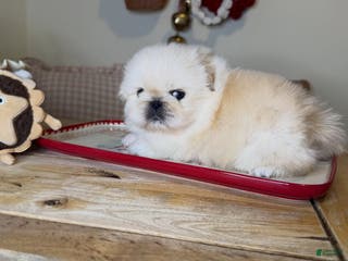 Pekingese dogs for sale: Finn - Ad 1