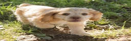 Cocker Spaniel dogs for sale: Louie Cocker Spaniel  - Ad 1