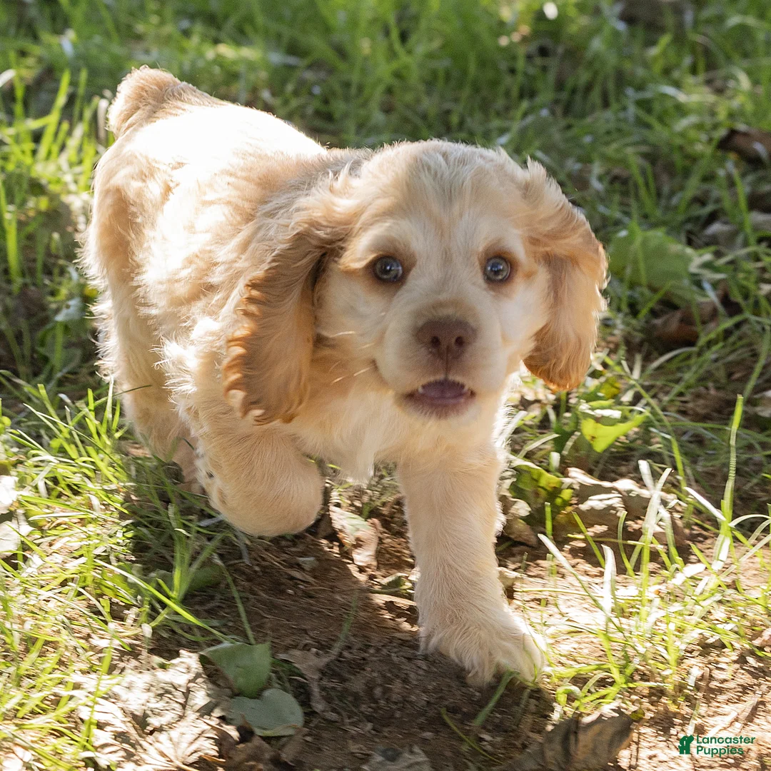Cocker Spaniel dogs for sale: Louie Cocker Spaniel  - Ad 1