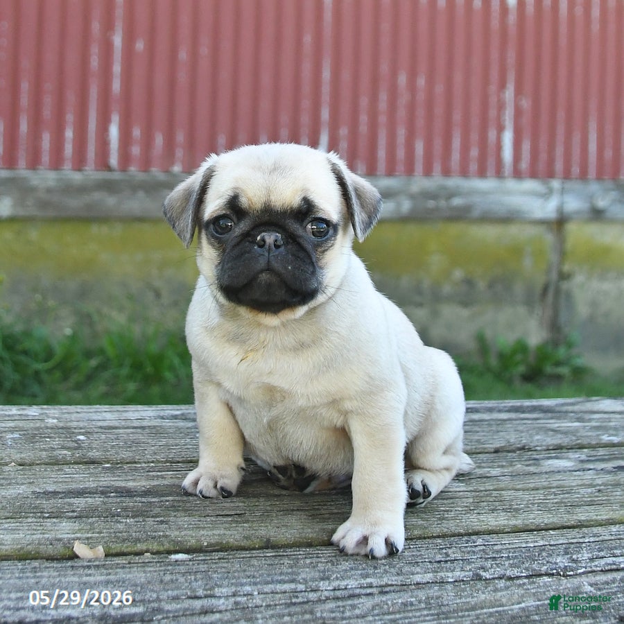 Pug dogs Lucky - Ad 1