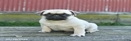 Pug dogs for sale: Lucky - Ad 1