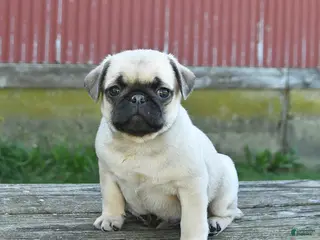 Pug dogs for sale: Lucky - Ad 4