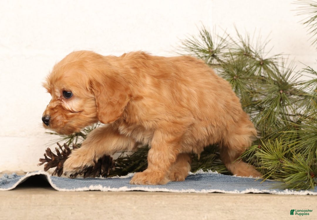 Mini Goldendoodle dogs for sale: Mitch - Ad 3