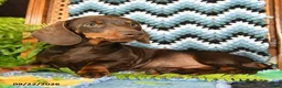 Miniature Dachshund dogs for sale: Lana - Ad 3