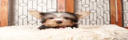 Yorkshire Terrier dogs for sale: Nico Loving Male Yorkie- ACA - Ad 1