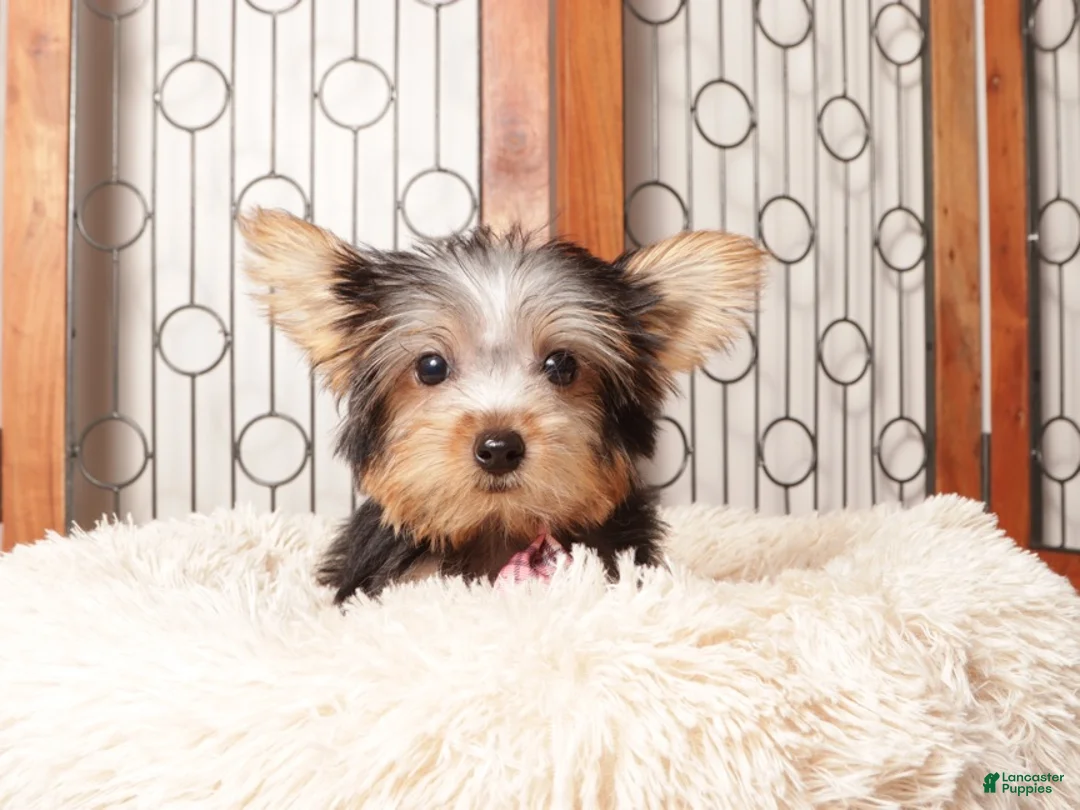 Yorkshire Terrier dogs for sale: Nico Loving Male Yorkie- ACA - Ad 1