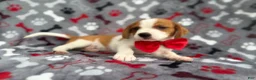 Mixed Breed dogs for sale: Dallas - Ad 7
