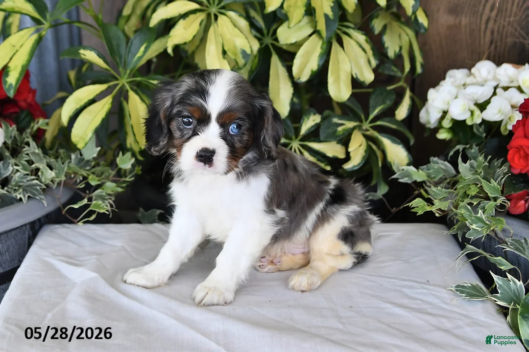 Cavalier King Charles Spaniel dogs for sale: Rocky - Ad 1