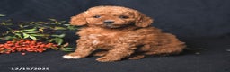 Miniature Poodle dogs for sale: Iris - Ad 2