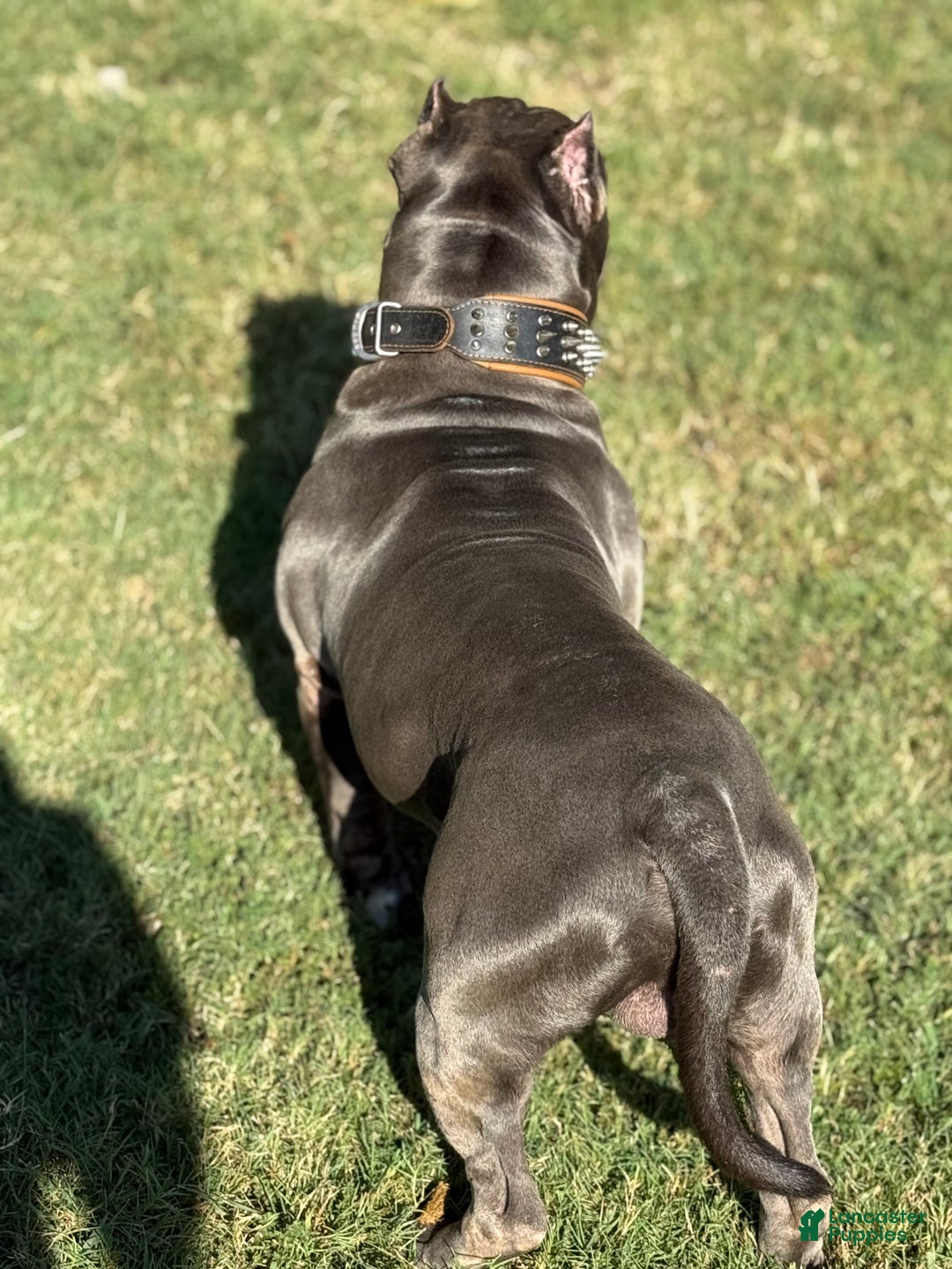 American Bully dogs for stud: American Bully (STUD) - Ad 7
