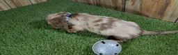 Miniature Dachshund dogs for sale: Sweetie Boy 1 - Ad 4