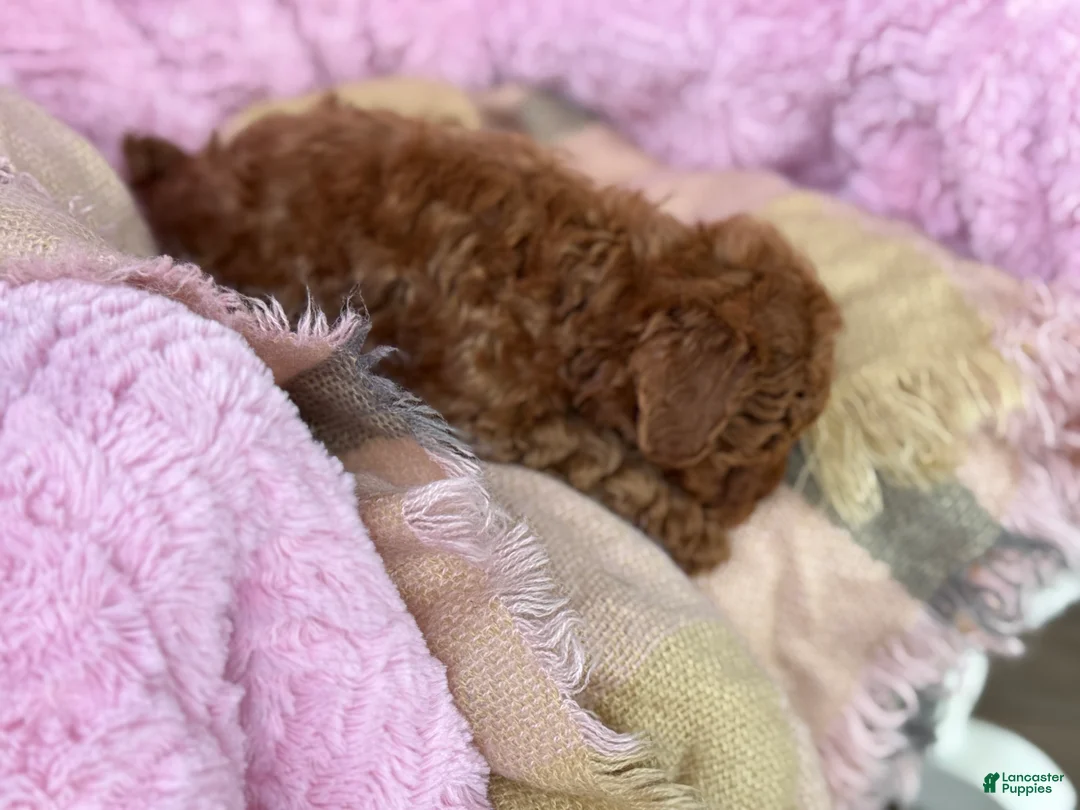 Toy Poodle dogs for sale: Norra - Ad 7