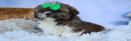 Shih Tzu dogs for sale: RUSTY - Ad 6