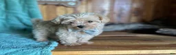 Maltipoo dogs for sale: Maltipoo Puppy 1 - Ad 9
