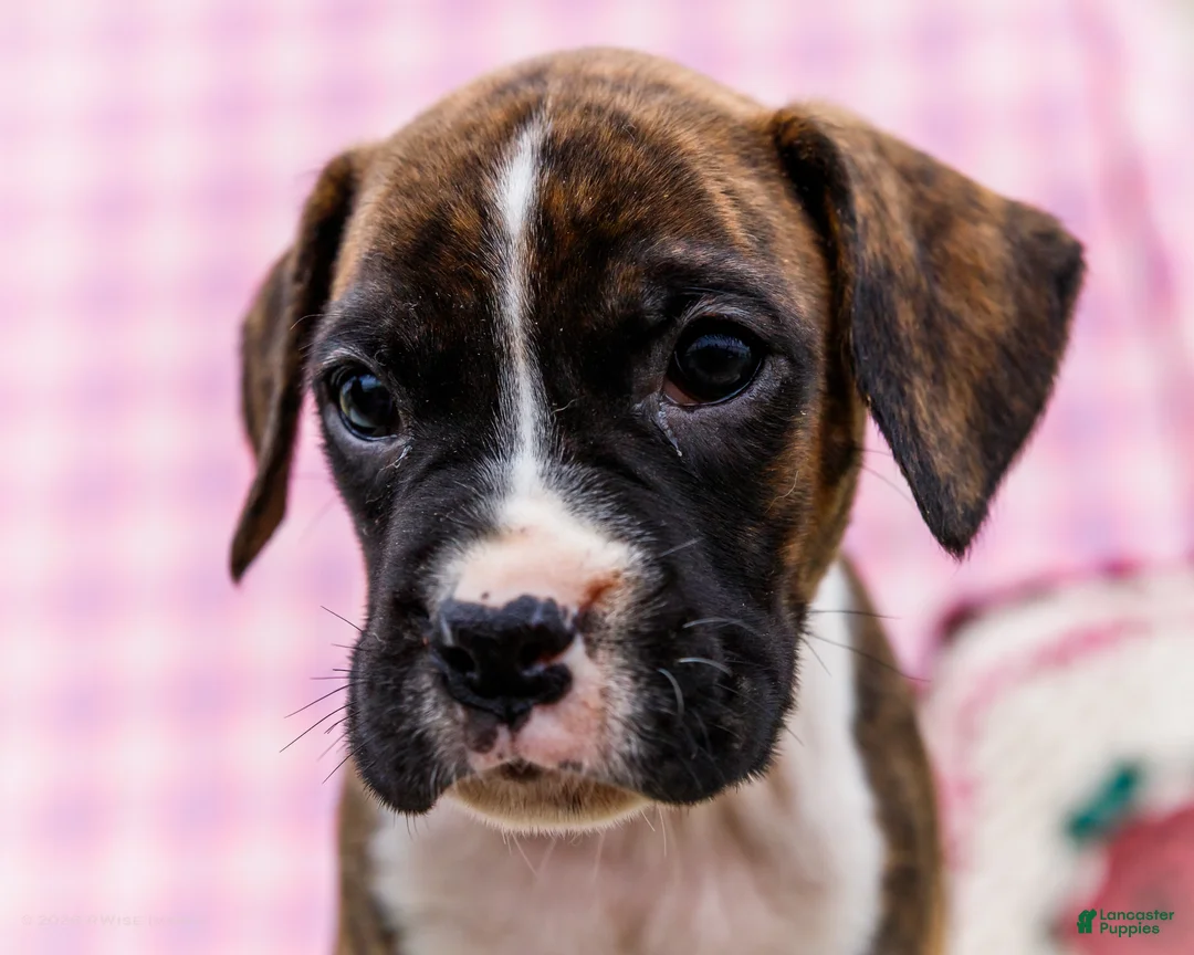 Boxer dogs for sale: Moonlight - Ad 2