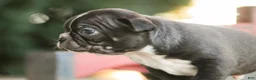 Boston Terrier dogs for sale: Carl Boston Terrier  - Ad 4