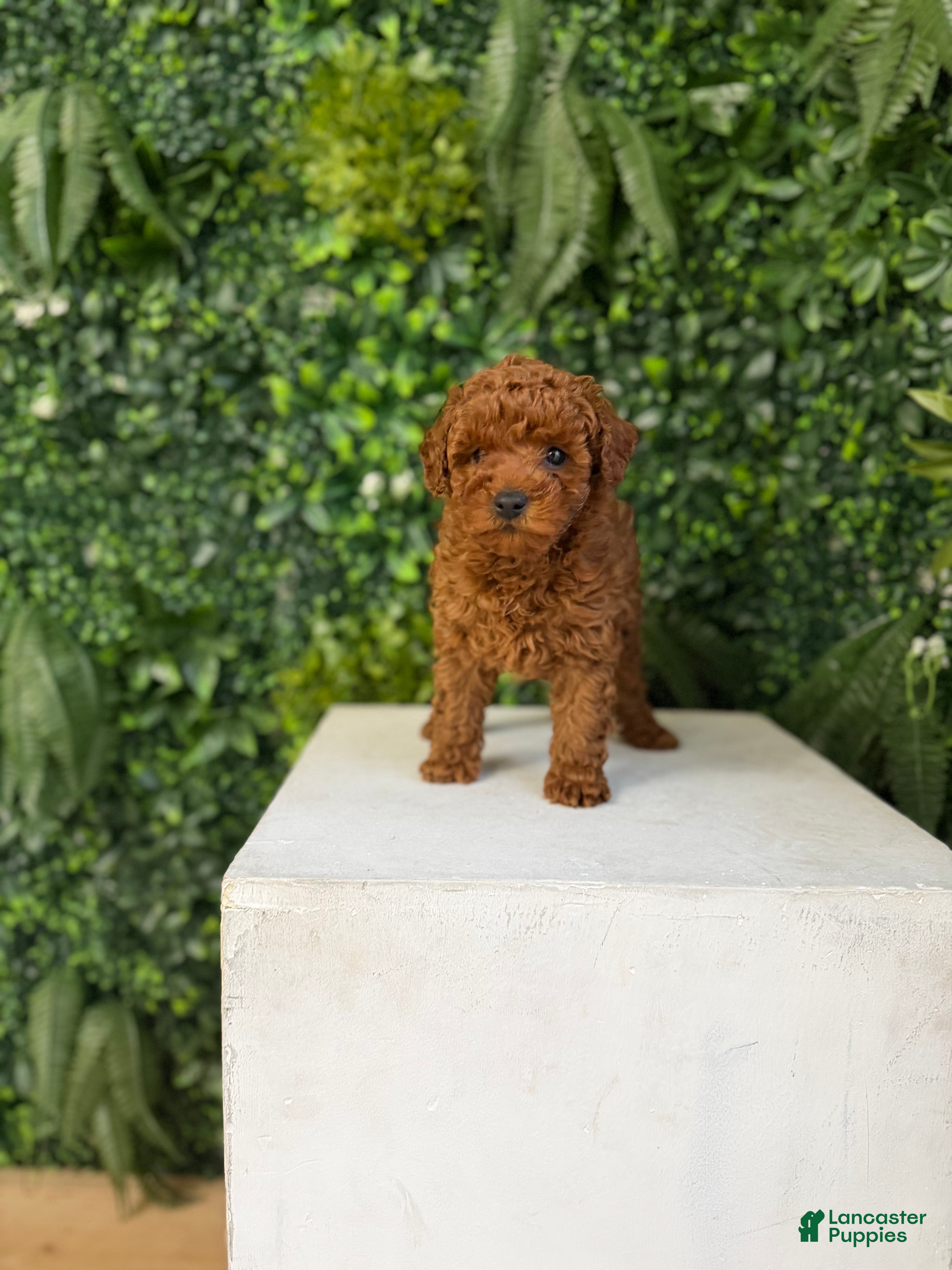 Toy Poodle dogs Mickey - Ad 23