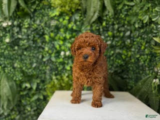 Toy Poodle dogs Mickey - Ad 23